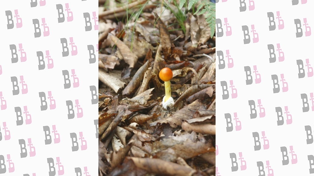 кесарский гриб.JPG