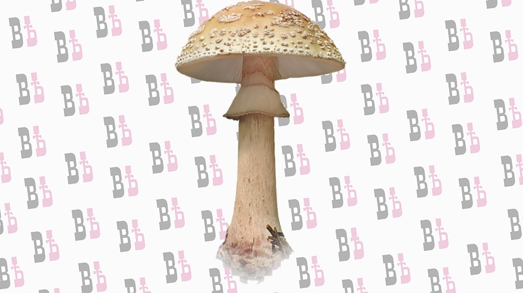 бледная поганка.png