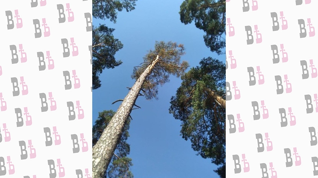 IMG_20210713_092416 - копия.jpg