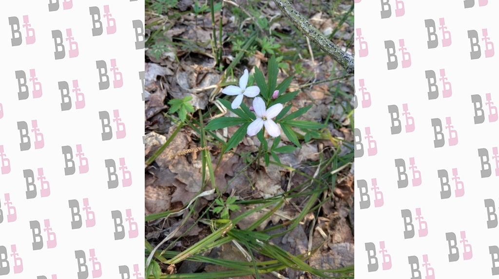 Засечный лес 76.jpg