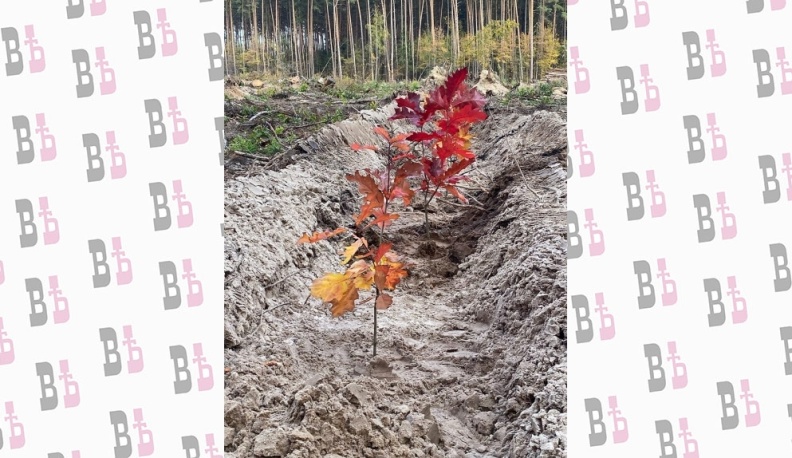 Бухгалтеры и Хохуля высадили гектар леса в нацпарке «Угра»