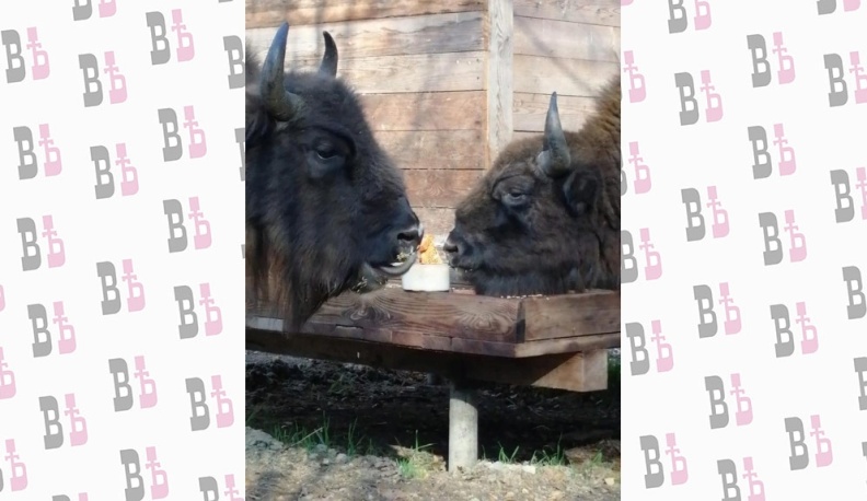 Пятнистые и рогатые – братья навек!