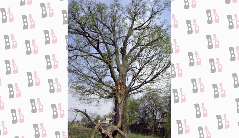 Колдовское дерево