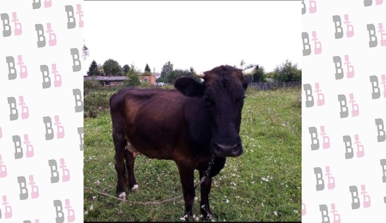 Бурёнка для семьи