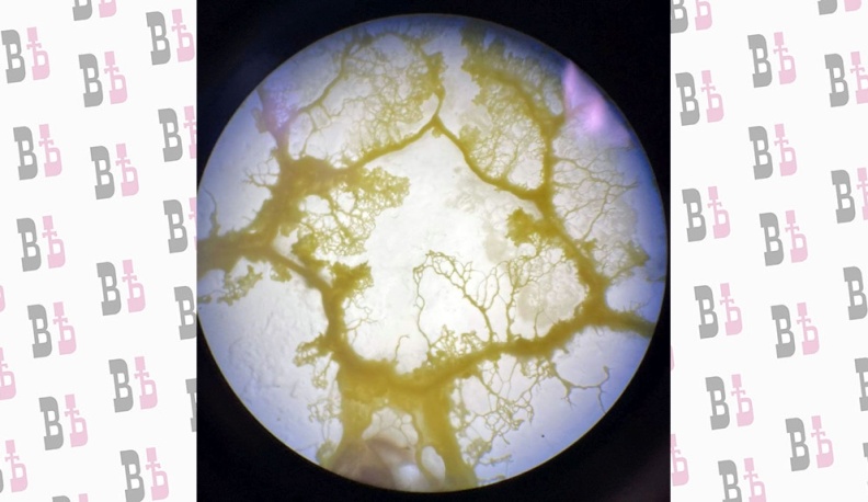 Капля ужаса, или Интеллектуал одноклеточный