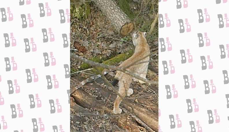 В заповеднике «Калужские засеки» в объектив камеры-фотоловушки попала рысь