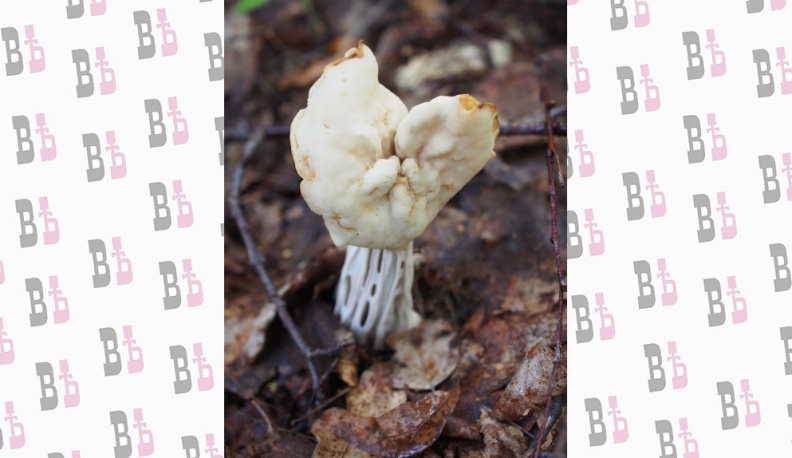 Лопастник курчавый.