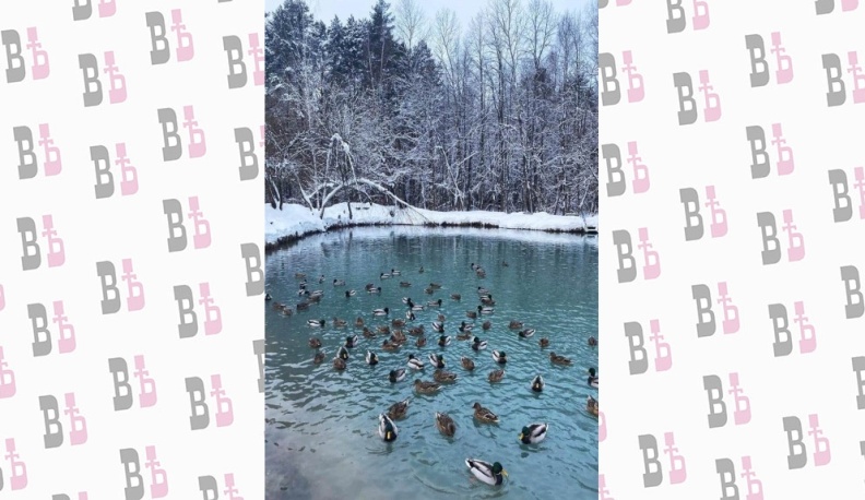 Калужан приглашают посчитать зимующих птиц