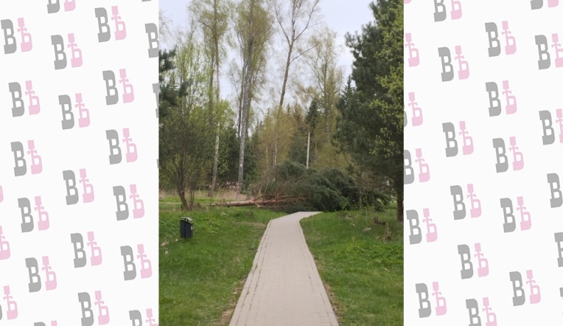 В Тарусе после обращений жителей убрали мусор и расчистили пешеходную дорожку