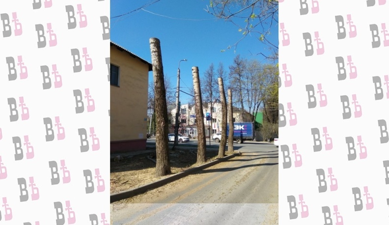 К обрезке деревьев в Калуге привлекут специалистов