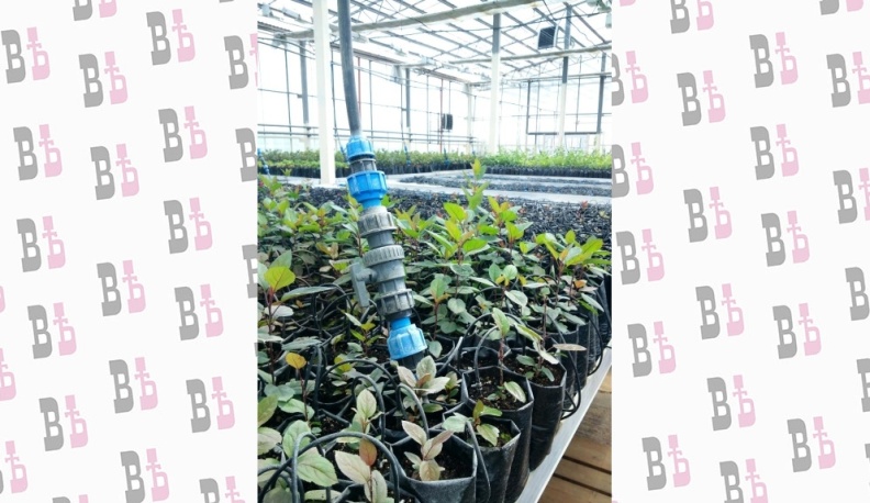 Огромные усилия для карликовых саженцев 