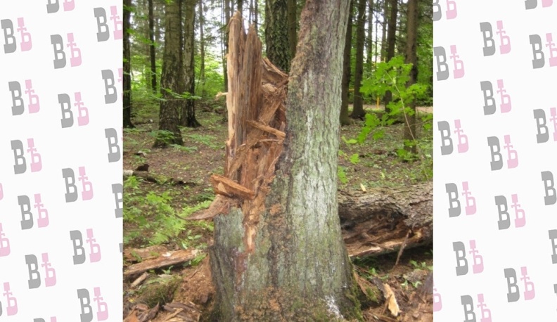 В Обнинске вырубят 243 аварийных дерева