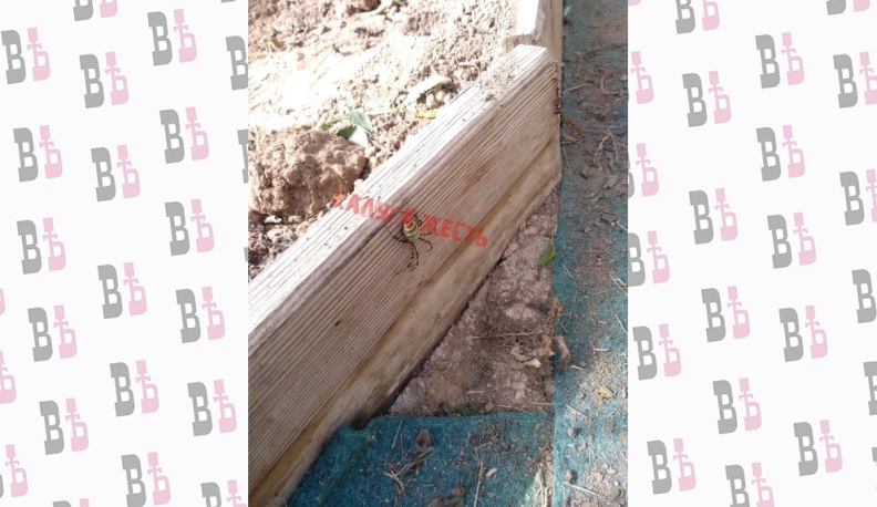 Ядовитые пауки добрались до Калуги