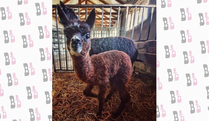 В калужском зоопарке малышке альпака выбрали имя