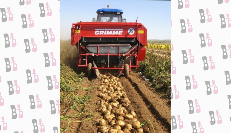 Уборка картофеля в Думиничском районе.