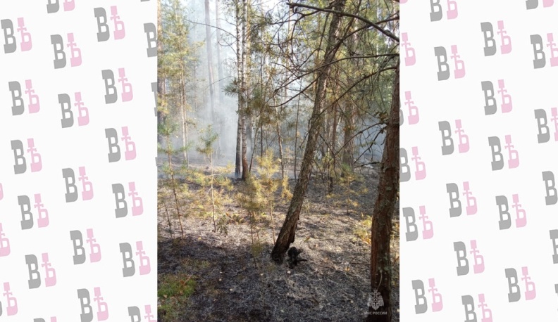 В селе Льва Толстого ликвидировали лесной пожар