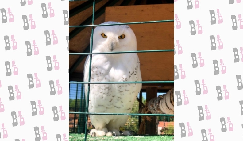 В Калуге у экопарка «Биосфера» появится парковка