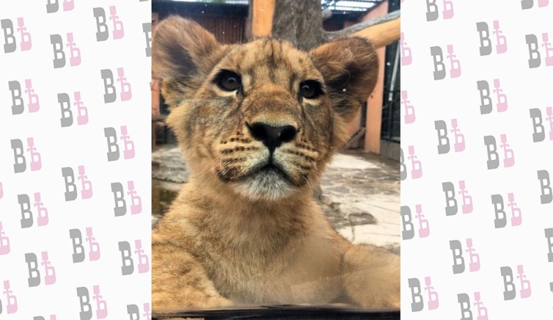 В Калуге у экопарка «Биосфера» появится парковка