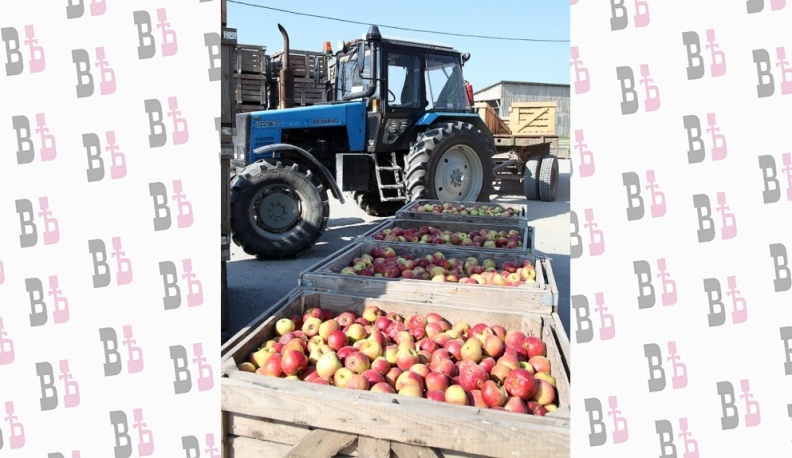 В яблоневых садах Людиновского района собирают урожай