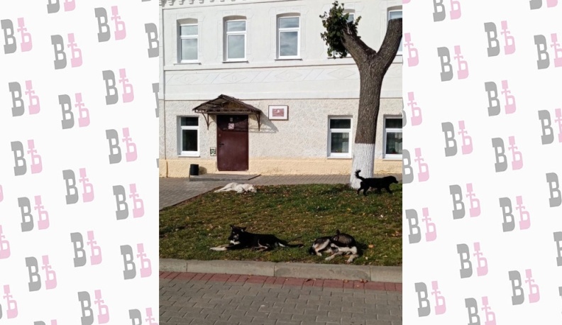 А собака бывает кусачей!