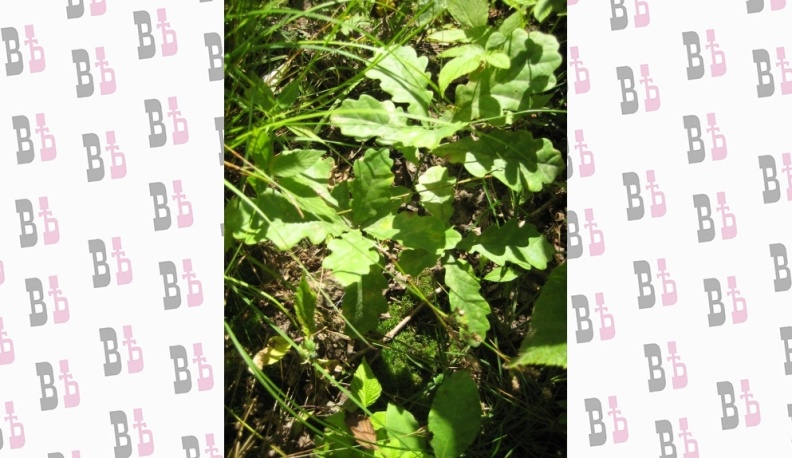 В Калужской области восстанавливают памятник природы «Хвойные насаждения»