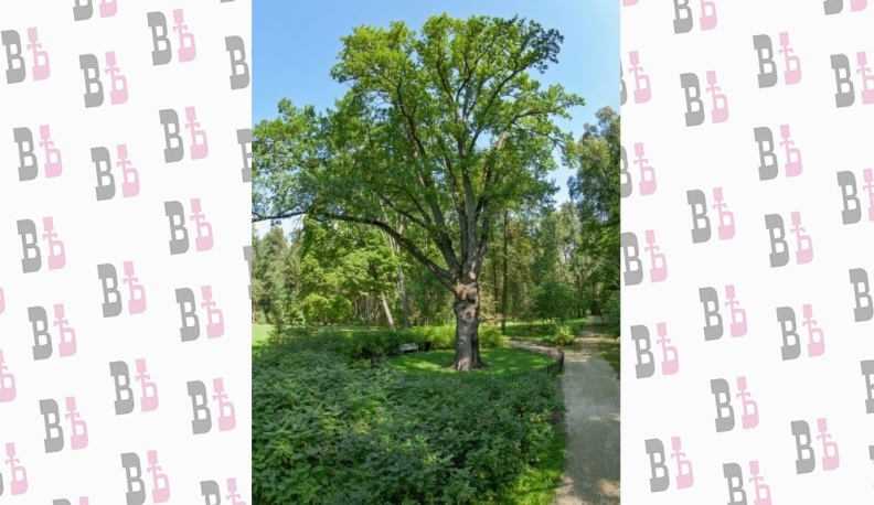 Калужан призывают проголосовать за Тургеневский дуб в международном конкурсе