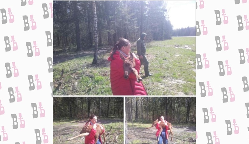 Калужане спасли в лесу потерявшего маму трехдневного лосёнка 