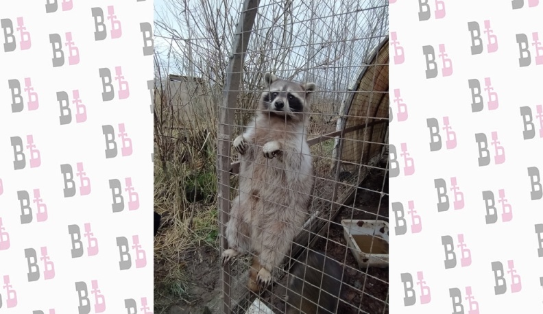 Близко к клетке этих обаятельных милашек лучше не подходить: запросто можно остаться без мобильника, ключей и даже какой-либо детали одежды. Лапки у енотов хоть и маленькие, но очень проворные.