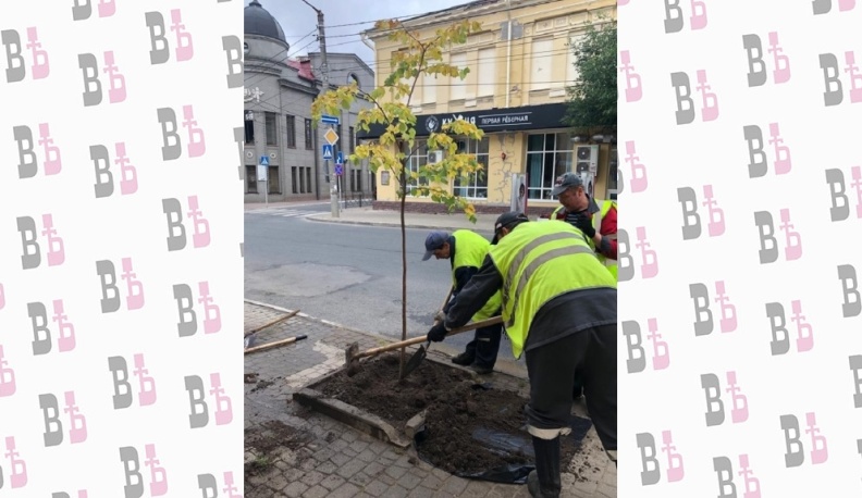 В Калуге напротив Театра юного зрителя появились молодые липы