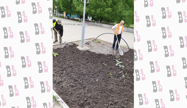 В этом году в Людинове посадят 23 тысячи цветов