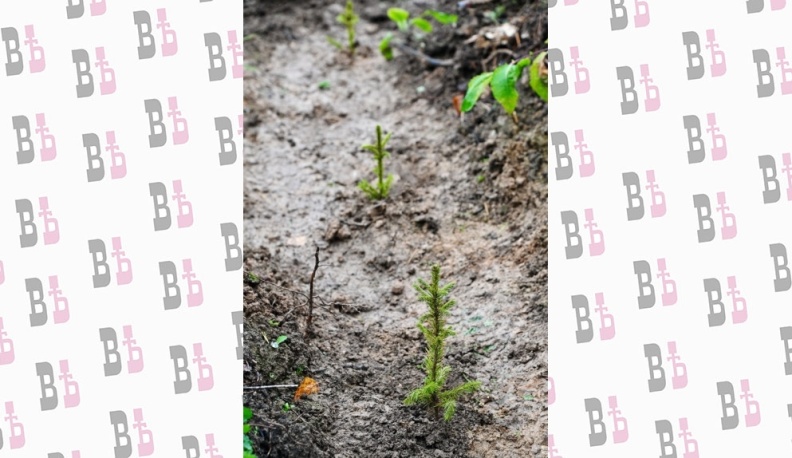 В Калужской области в Малоярославецком лесничестве прошла масштабная посадка леса