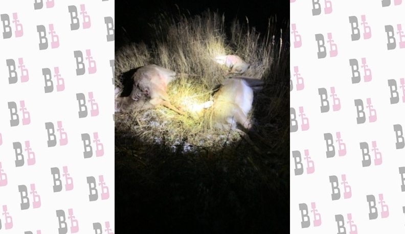 От трех до пяти лет лишения свободы грозит туляку за незаконную охоту в Калужской области