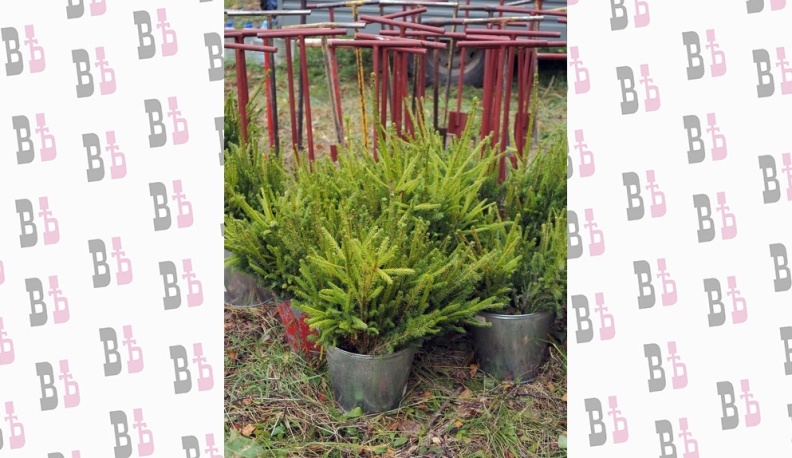 В Калужской области Российские дни леса калужане встретили с мечом Колесова 