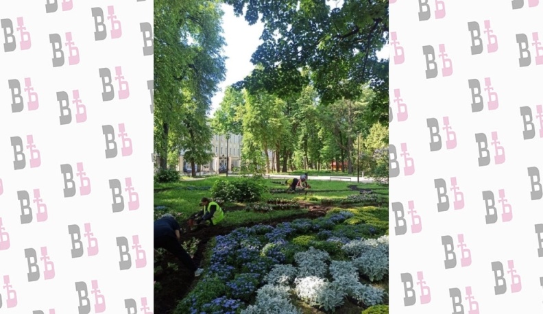 В Калуге продолжают высаживать летние цветы