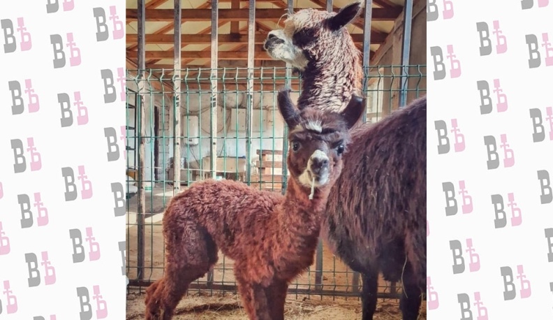 В зоопарке на Правобережье родился детеныш альпака