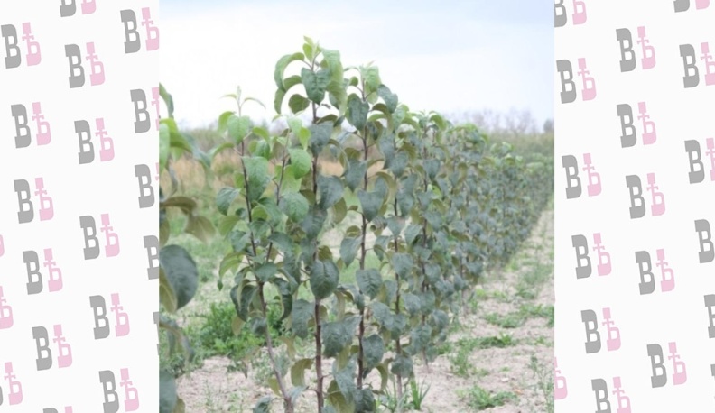 На выращивание калужских саженцев направят 50 миллионов