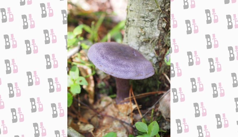 Паутинник фиолетовый.