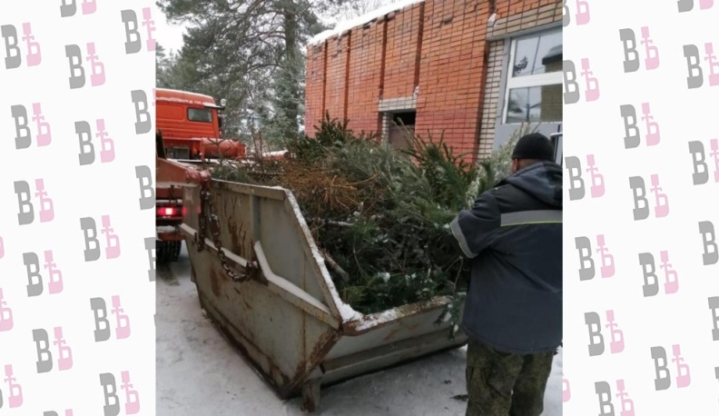 В Обнинске участники экоакции «Полезные ёлочки» отправили на переработку 40 деревьев