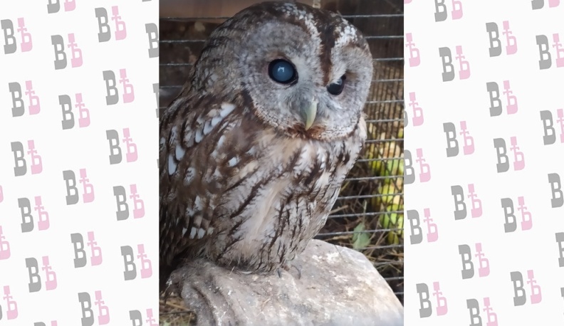Слепая сова, спасенная «Фениксом», уже не сможет выжить в природе.
