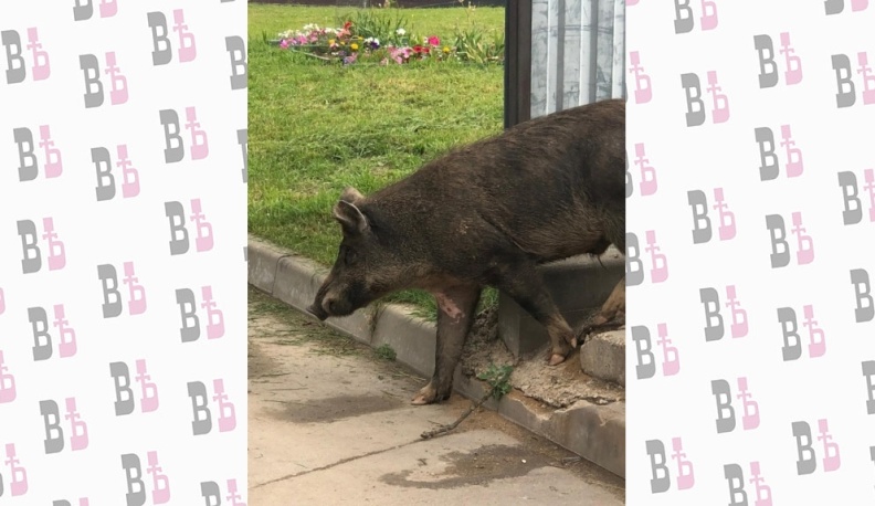 В Обнинске по улицам прогуливался кабан