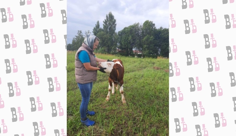 Не мычат, не телятся…