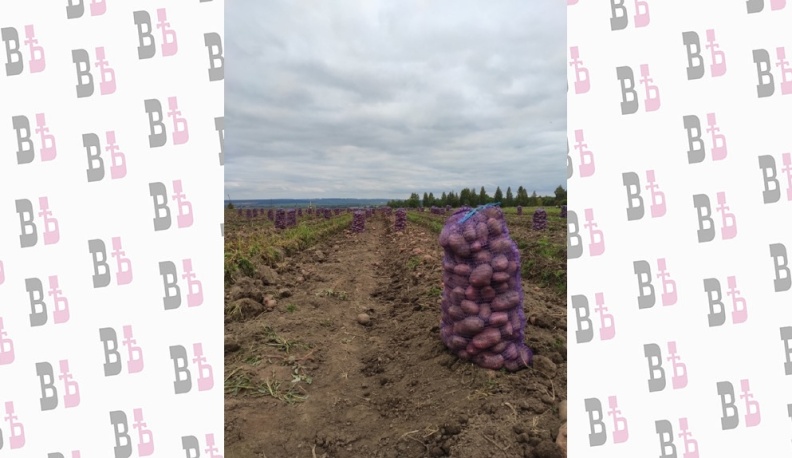 Калужский минсельхоз отводит крестьянам на уборку зерна время до конца недели