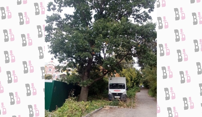 Территорию вокруг одного из старейших дубов Калуги благоустроят