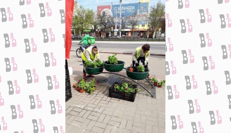 В Калуге высадили 20 тысяч виол и суфриний