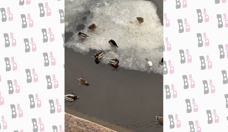 Калужан призывают посчитать уток