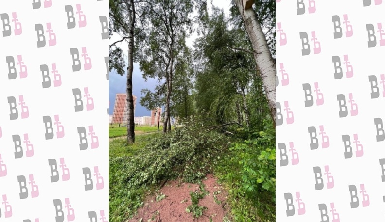 В Калуге ураганом ломало деревья и заборы