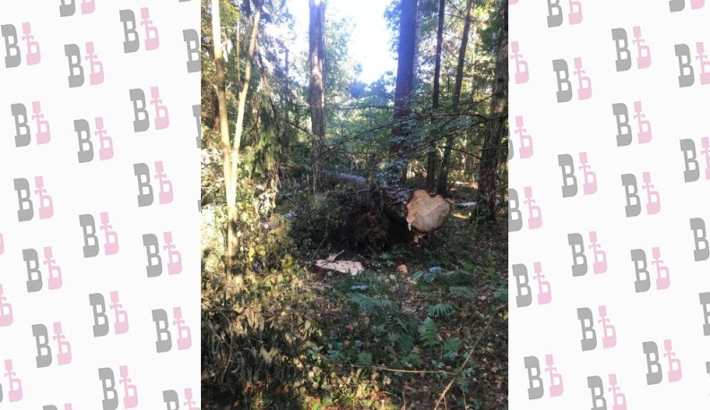 В Калужской области лесоруба насмерть придавило деревом