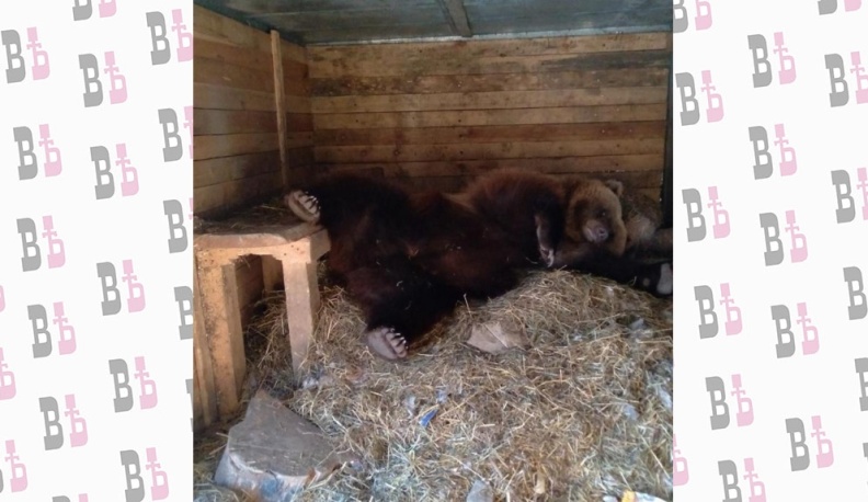 Калужская медведица Маша уснула на зиму