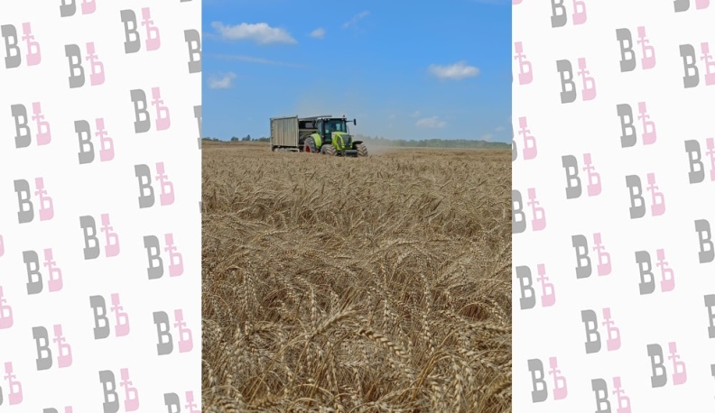 В Калужской области намолотили 17,8 тысяч тонн озимого рапса