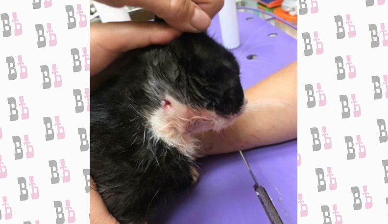 В Калуге живодеры искалечили кошек